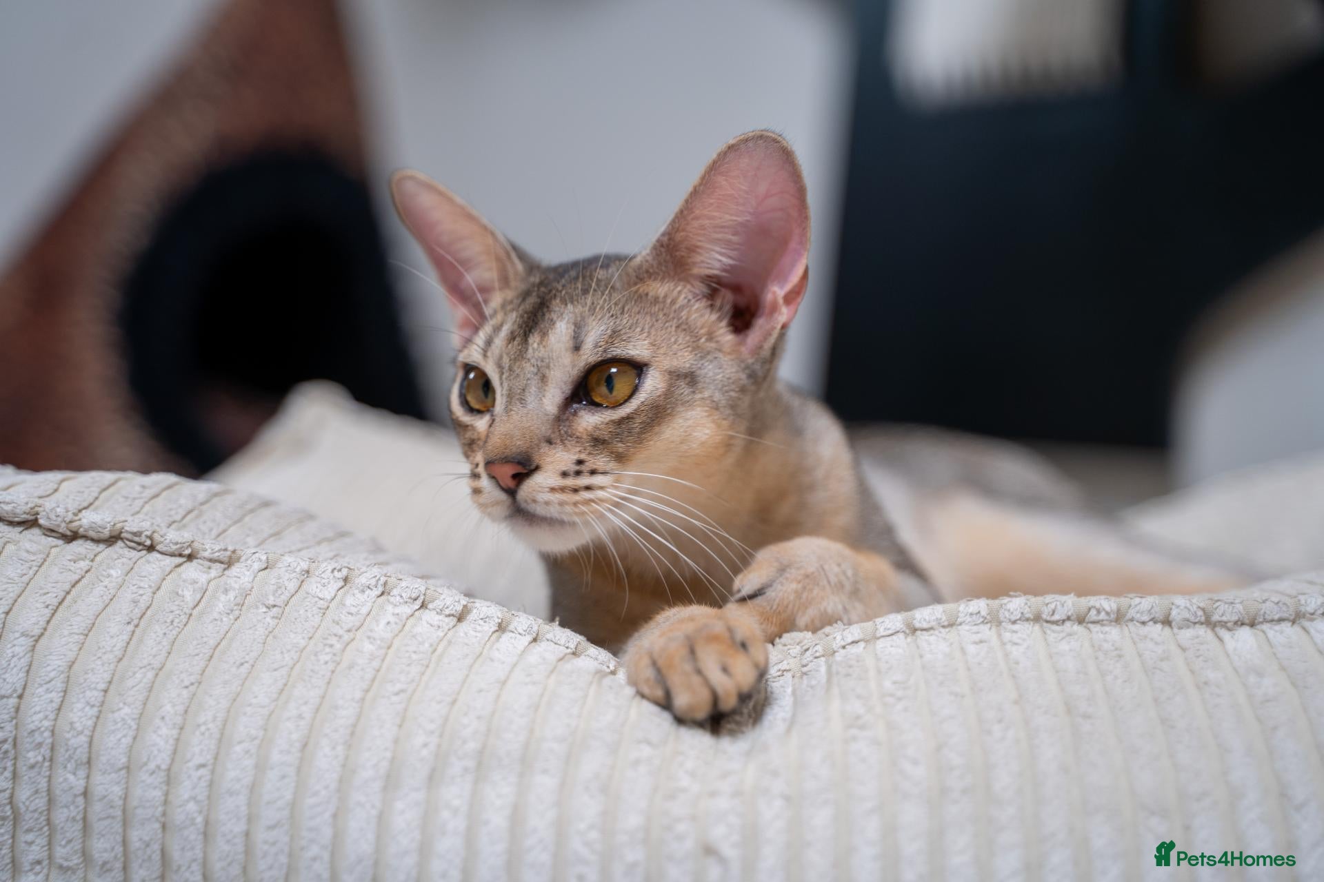 Abyssinian cats Super Cuddling Boy Champion Line 🏆 Silver Black - Advert 2