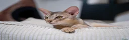 Abyssinian cats for sale: Super Cuddling Boy Champion Line 🏆 Silver Black - Advert 2