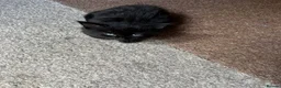 Mixed Breed cats for sale: Mixed litter - Advert 6