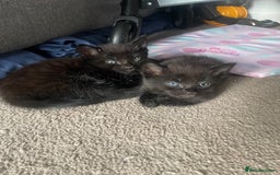 Mixed Breed cats for sale: 2 female kittens 1 male kitten for sale  - Image 19