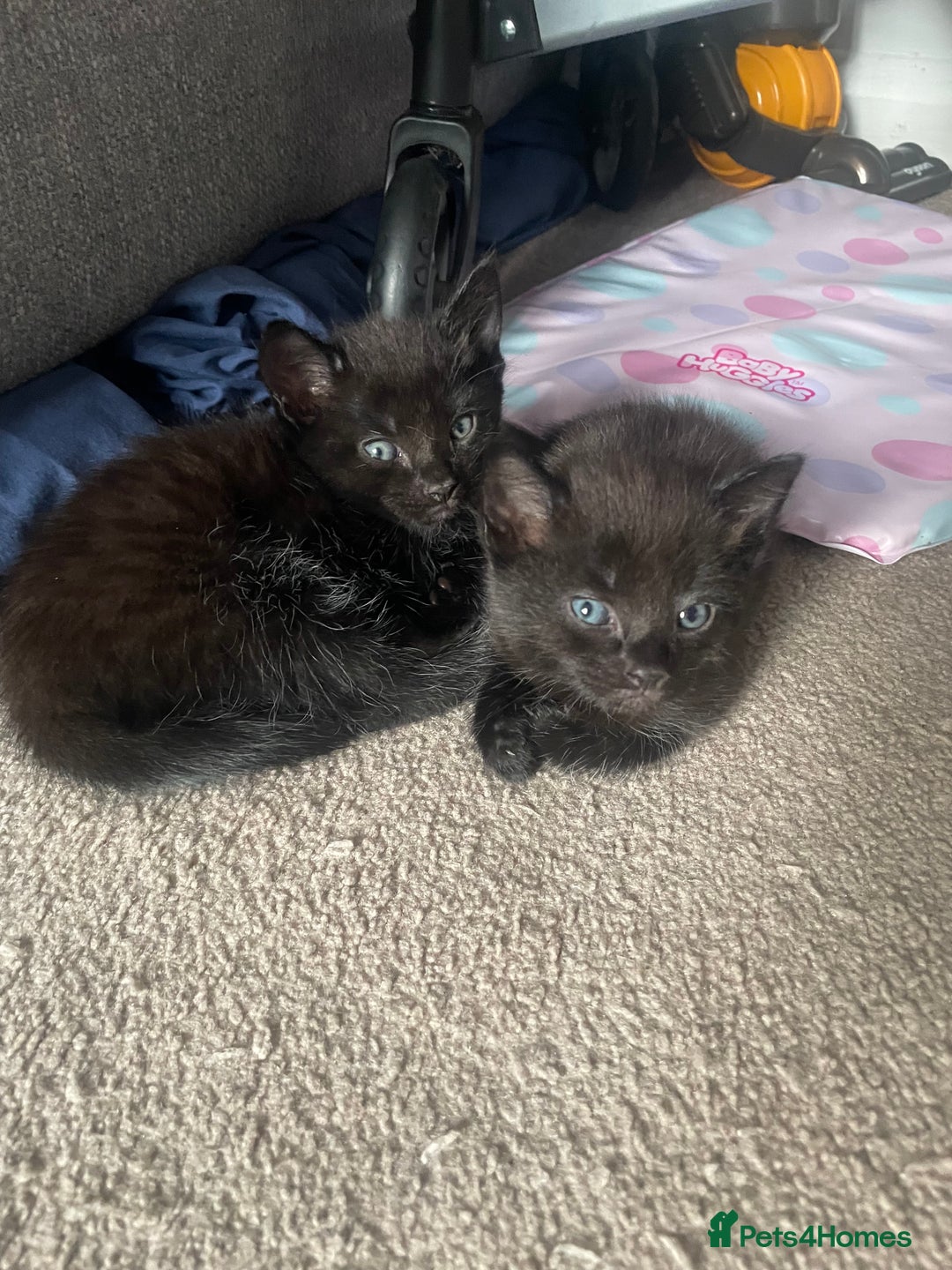 Mixed Breed cats for sale: 2 female kittens 1 male kitten for sale  - Image 19