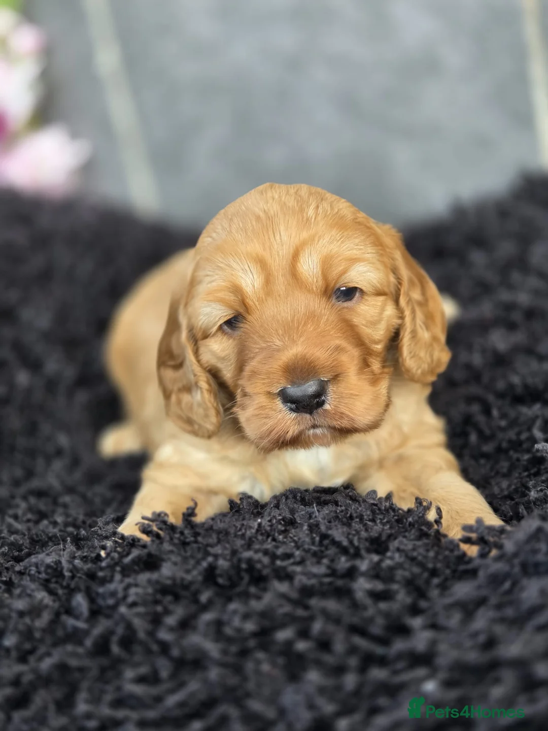 Cockapoo dogs for sale: Beautiful cockapoo pup - Advert 2