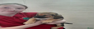Bloodhound Puppy 4 YELLOW