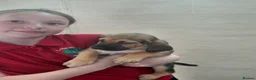 Bloodhound dogs for sale: Bloodhound Puppies - Advert 6