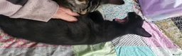 British Shorthair cats for sale: Fun loving BSH black tabby kitten - Advert 7