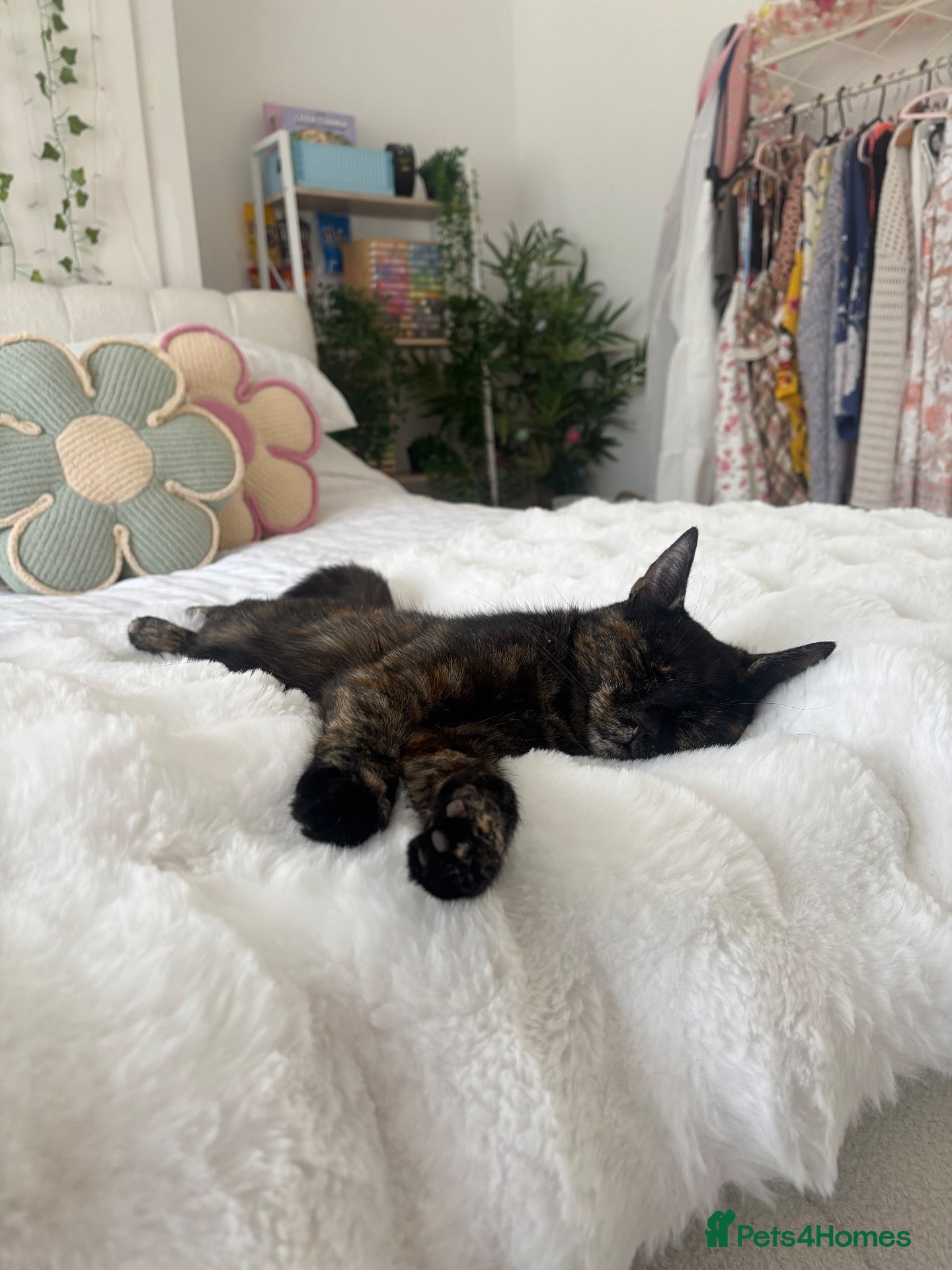 British Shorthair cats 3 year old female cat  - Advert 5