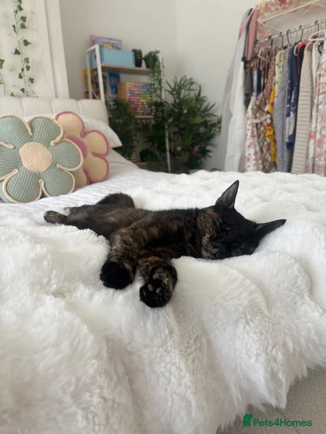 British Shorthair cats for sale: 3 year old female cat  - Advert 1
