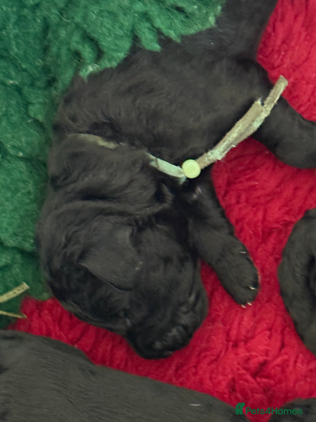 Mixed Breed dogs for sale: 5* medium half Australian labradoodles - Image 17