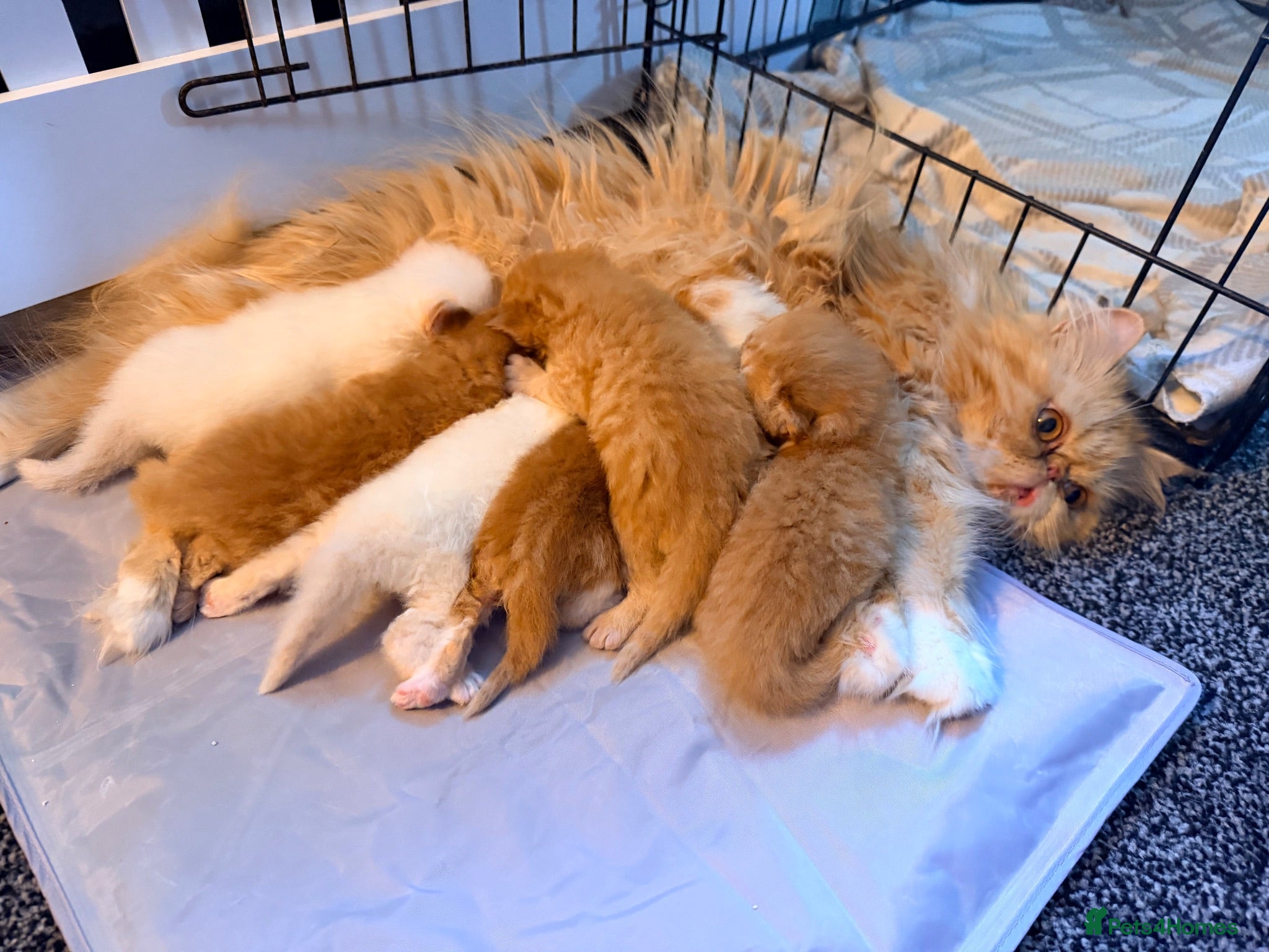 Persian cats Exotic long haired Persian kittens  - Advert 1