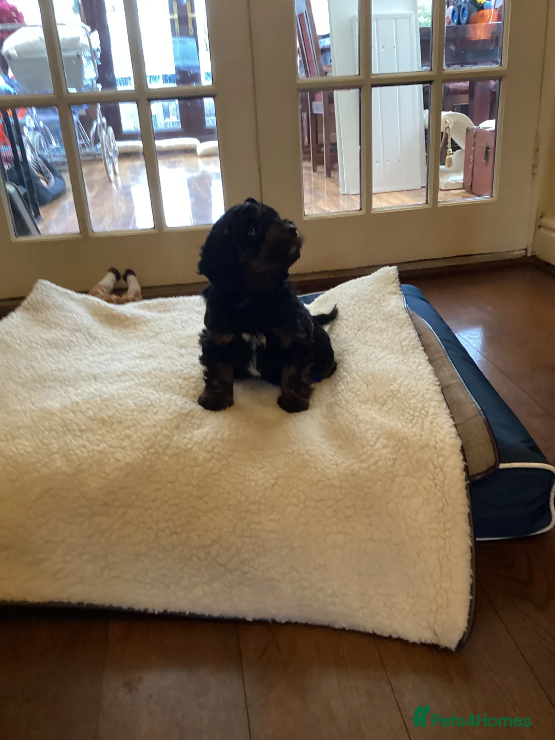 Cockapoo dogs for sale: Cockerpoo  - Advert 5