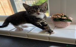 Mixed Breed cats for sale: 1 x Beautiful Female Kitten left Ready Now - Image 4