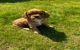 Cavalier King Charles Spaniel dogs for sale: Stunning cavalier King Charles spaniel puppies. - Image 18