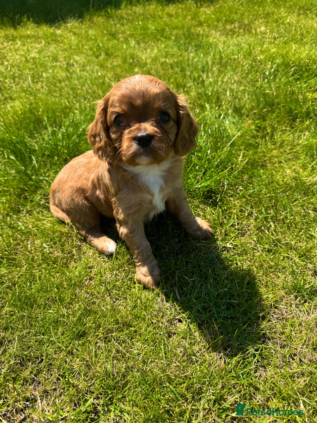 Cavalier King Charles Spaniel dogs for sale: Stunning cavalier King Charles spaniel puppies. - Image 18