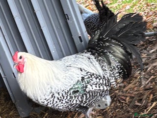 Chickens poultry Silver death later breeding group - Advert 4