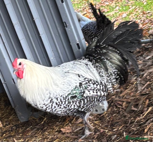 Chickens poultry Silver death later breeding group - Advert 16