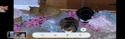 Domestic Shorthair cats for sale: For sale in Portsmouth - Advert 2