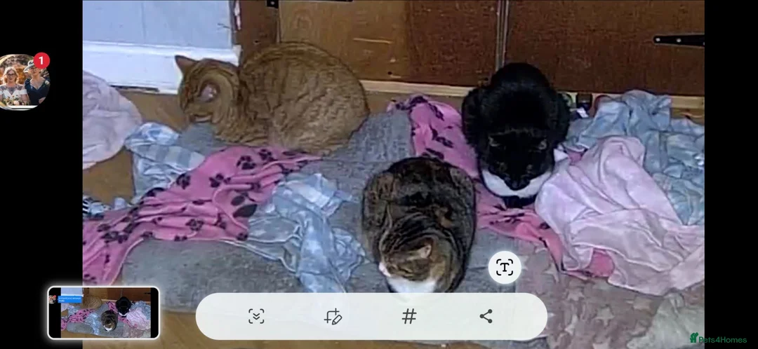 Domestic Shorthair cats for sale: For sale in Portsmouth - Advert 2