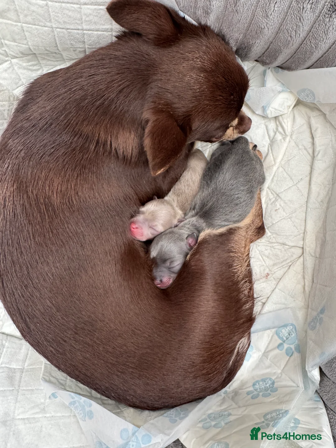 Chihuahua dogs for sale: Tiny chihuahua  - Advert 2