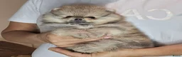 Pomeranian dogs for sale: Show class potential Pomeranians  - Advert 11