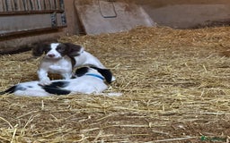 English Springer Spaniel dogs for sale: Springer spaniel pups for sale  - Advert 9