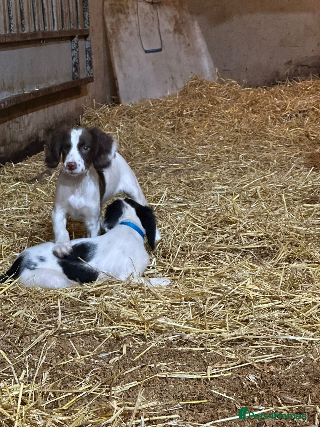 English Springer Spaniel dogs for sale: Springer spaniel pups for sale  - Advert 9