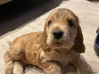 Cocker Spaniel dogs Beautiful Sable puppy - Advert 2