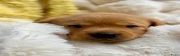 Labrador Retriever dogs for sale: Fox Red KC Registered Labrador Puppies🐾 in London - Advert 26