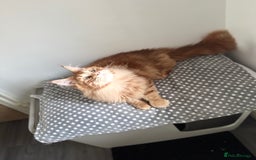 Maine Coon cats for stud: Proven Red tabby Maine coon stud - Image 5