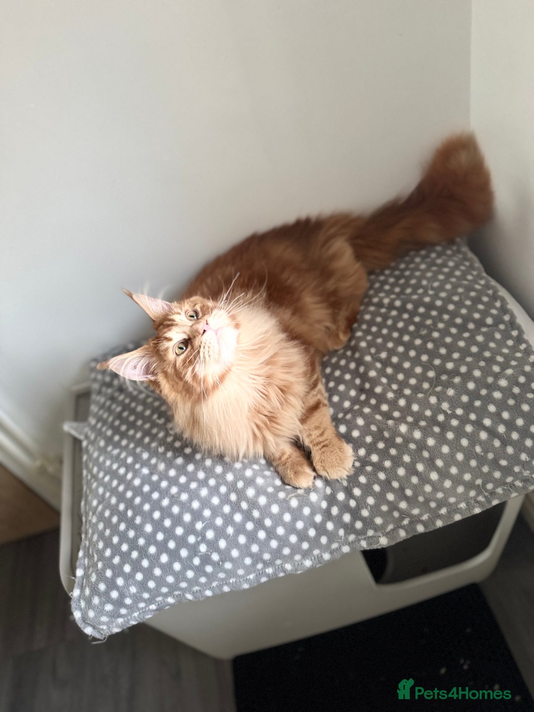 Maine Coon cats for stud: Proven Red tabby Maine coon stud - Image 5
