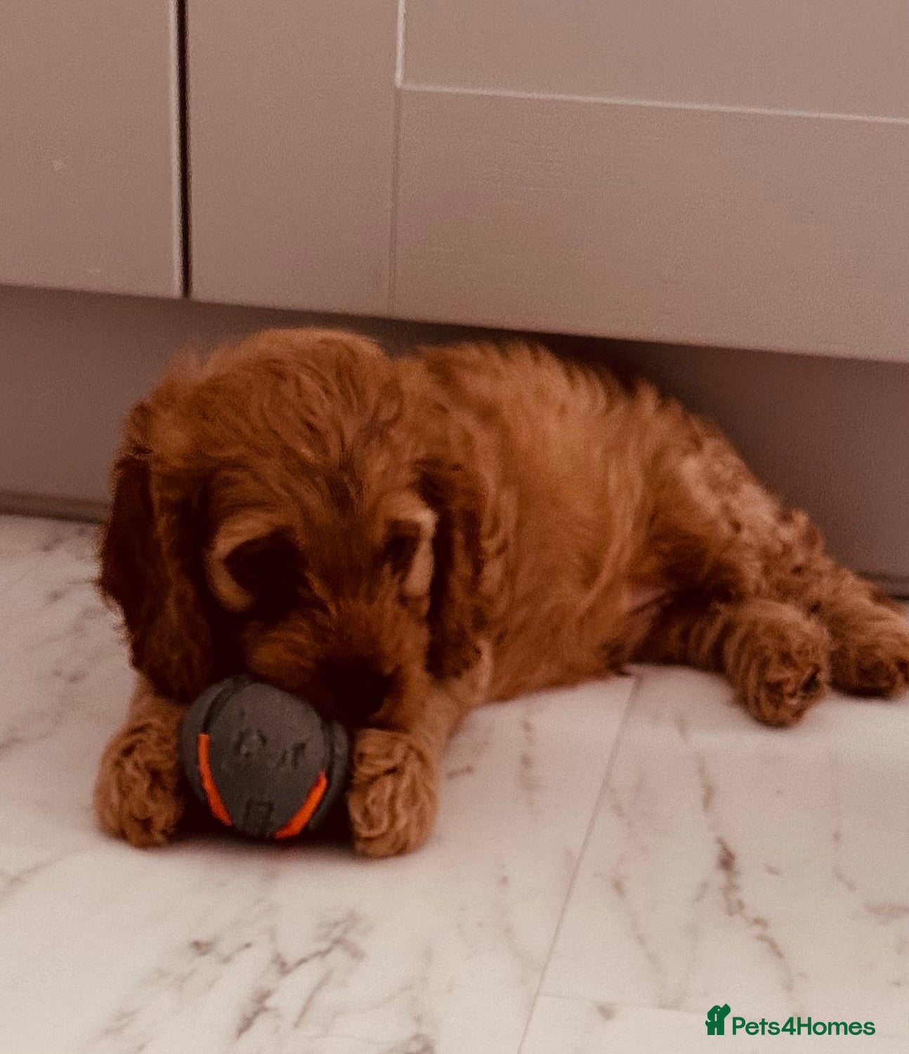 Cockapoo dogs Beautiful miniature F2 cockapoos - Advert 2
