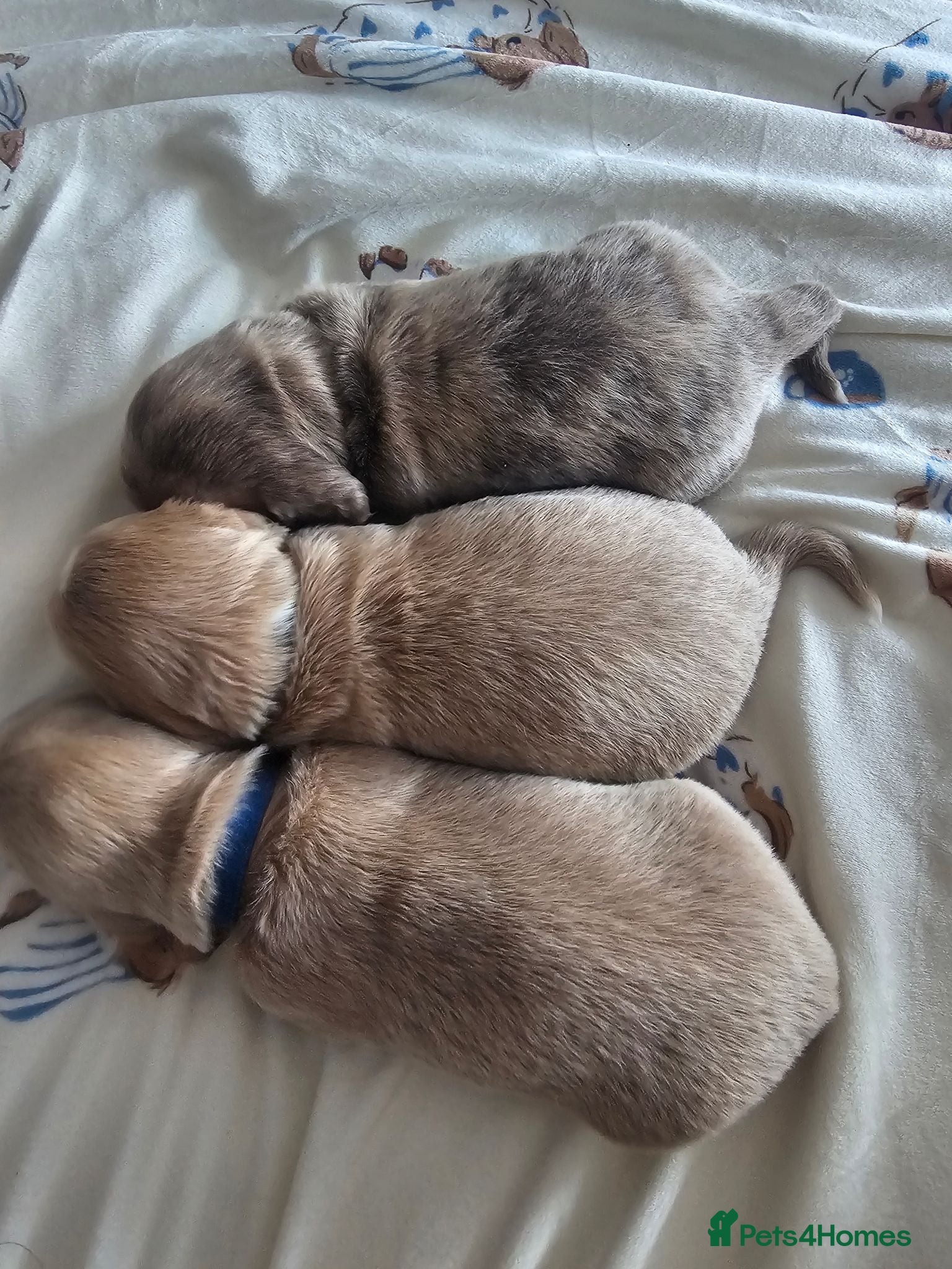 Miniature Dachshund dogs 3 Gorgeous long haired males RARE colours - Advert 18