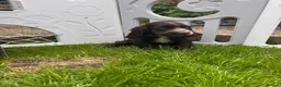 Cocker Spaniel dogs for sale: Show type cocker spaniel puppies  - Advert 2