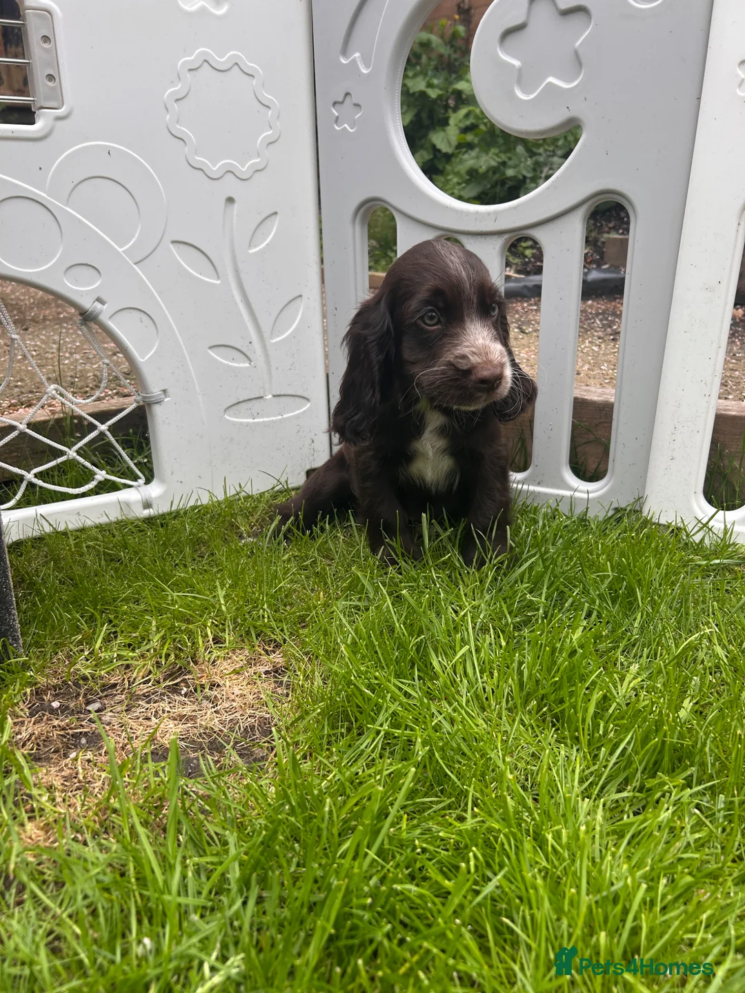 Cocker Spaniel dogs for sale: Show type cocker spaniel puppies  - Advert 2
