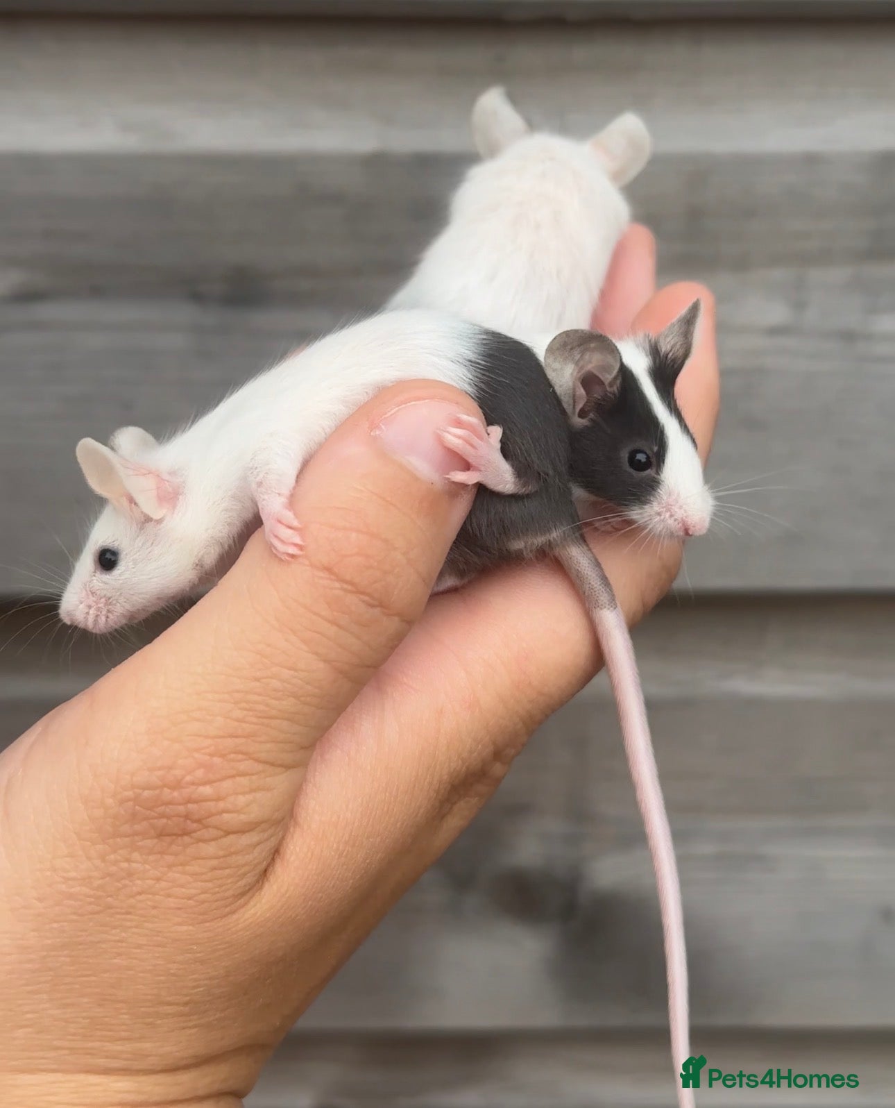 Mouse rodents Trio of female mice  - Advert 1