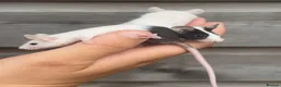 Mouse rodents for sale: Trio of female mice  in Newton Abbot - Advert 1