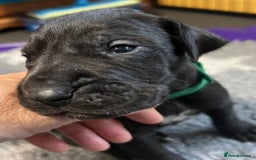 Great Dane dogs for sale: Great Dane pups our own 4th Generation  - Image 16