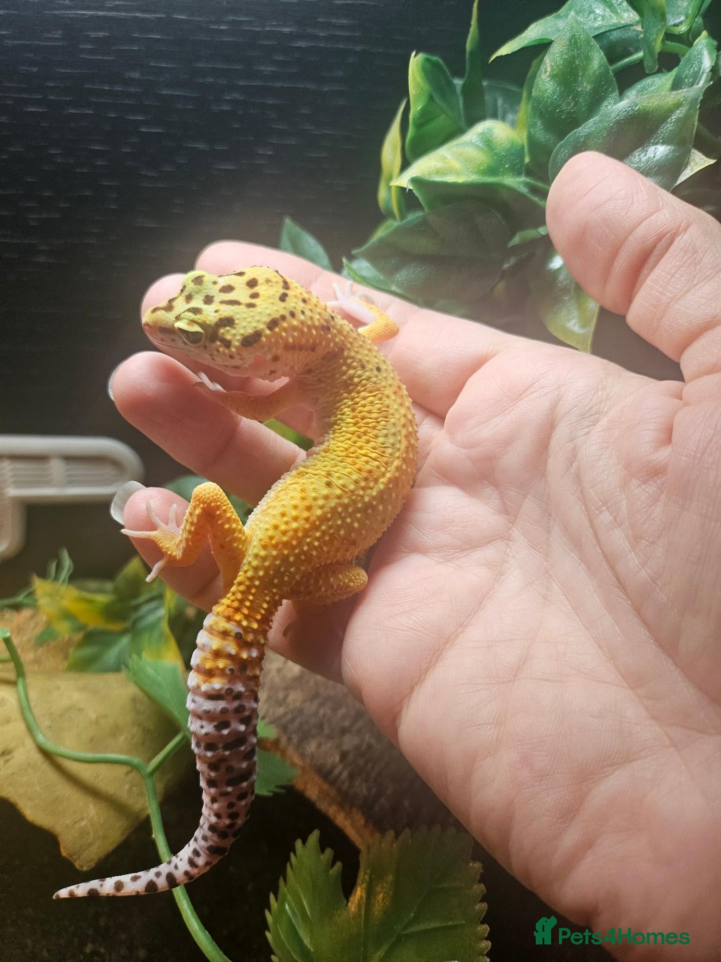 Leopard Gecko reptiles Baby leopard geckos  - Advert 12