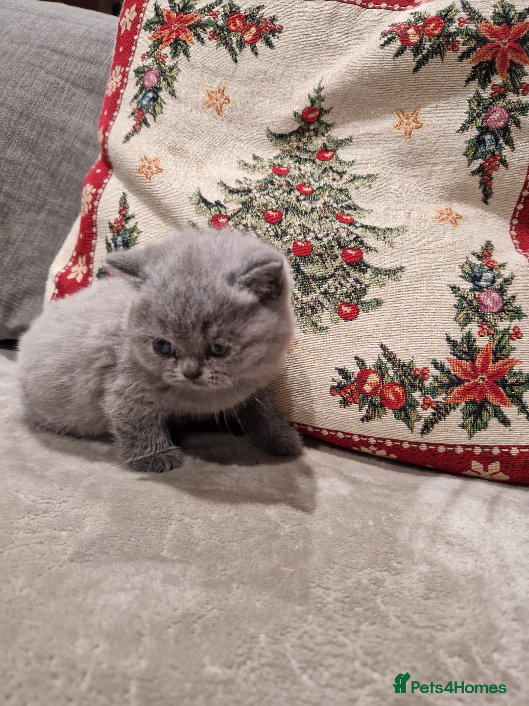 British Shorthair cats for sale: British Shorthair Kittens - Advert 4