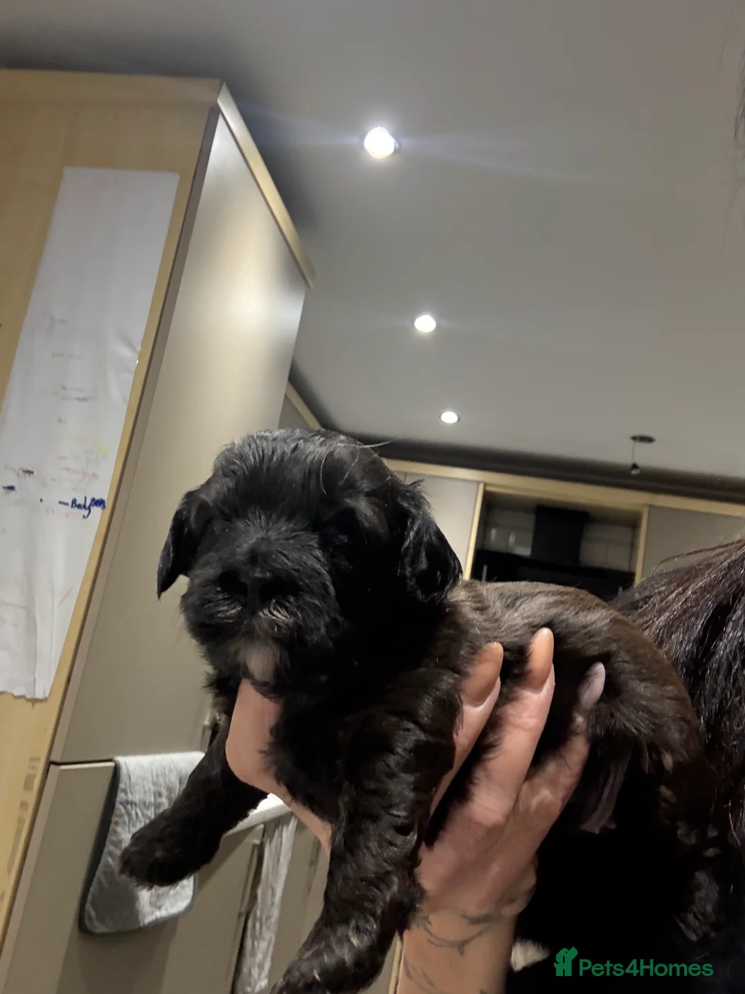 Shihpoo dogs for sale: Shihpoo f1 puppies  🩷🩷 - Advert 20