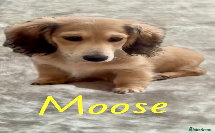 Miniature Dachshund dogs in Liverpool - Advert 4