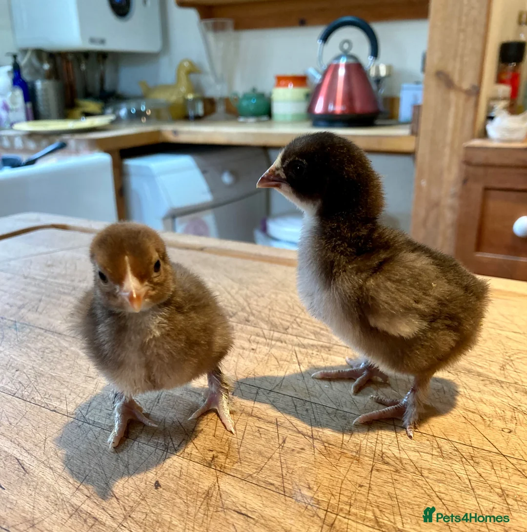 Chickens poultry for sale: CHOCOLATE PEKIN BANTAM HATCHING EGGS in Chichester - Advert 2