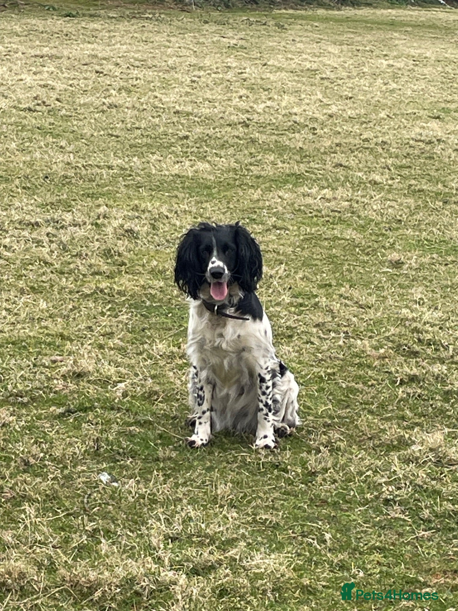 English Springer Spaniel dogs Working English Springer Spaniel Puppies - Advert 2