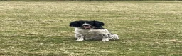 English Springer Spaniel dogs for sale: Working English Springer Spaniel Puppies - Advert 2