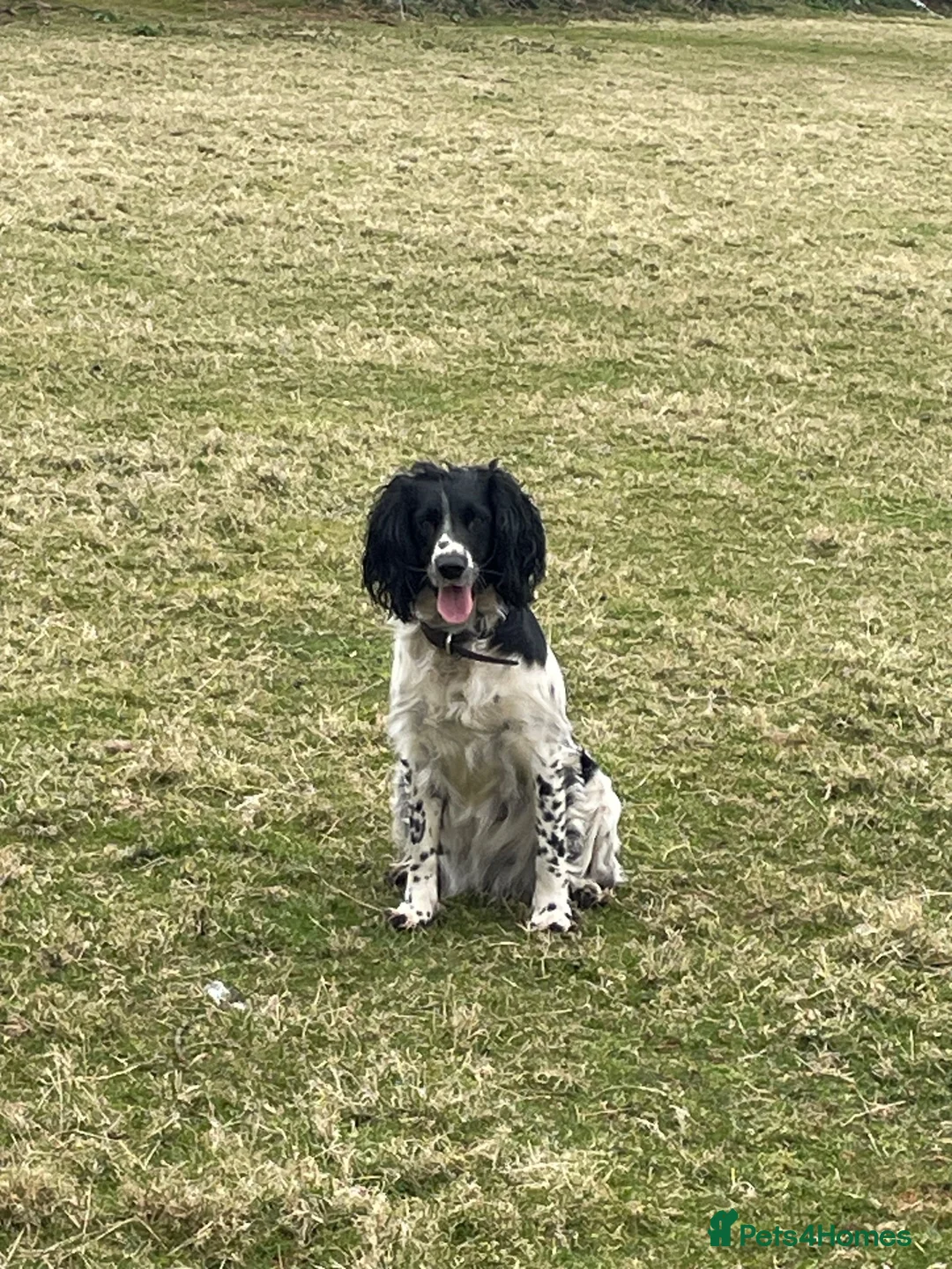 English Springer Spaniel dogs for sale: Working English Springer Spaniel Puppies - Advert 2