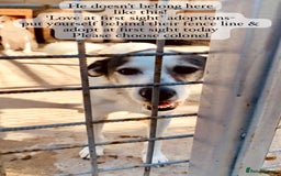 Mixed Breed dogs for adoption: Colonel, 5 yrs approx. Available for adoption  - Image 22