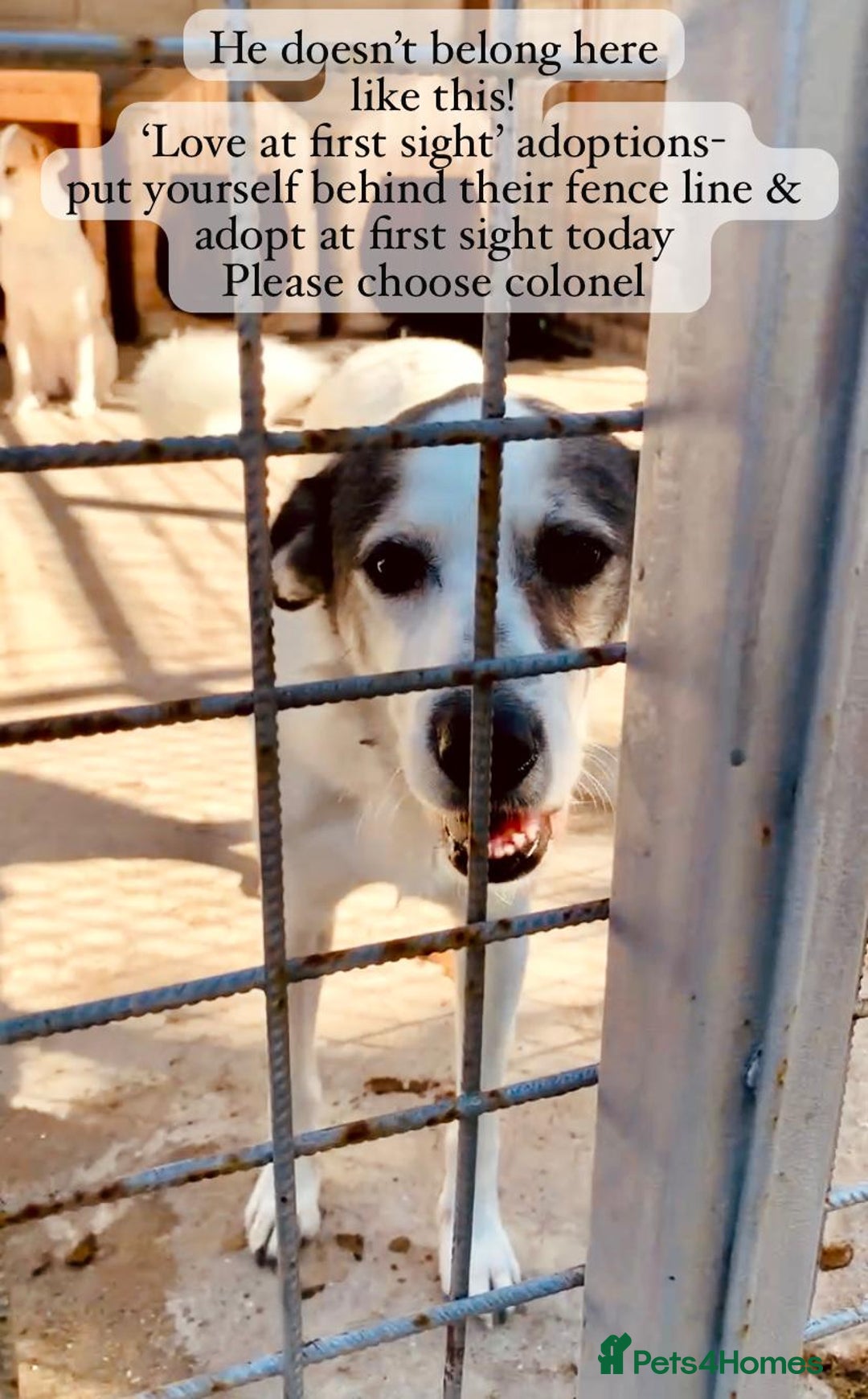 Mixed Breed dogs for adoption: Colonel, 5 yrs approx. Available for adoption  - Image 22