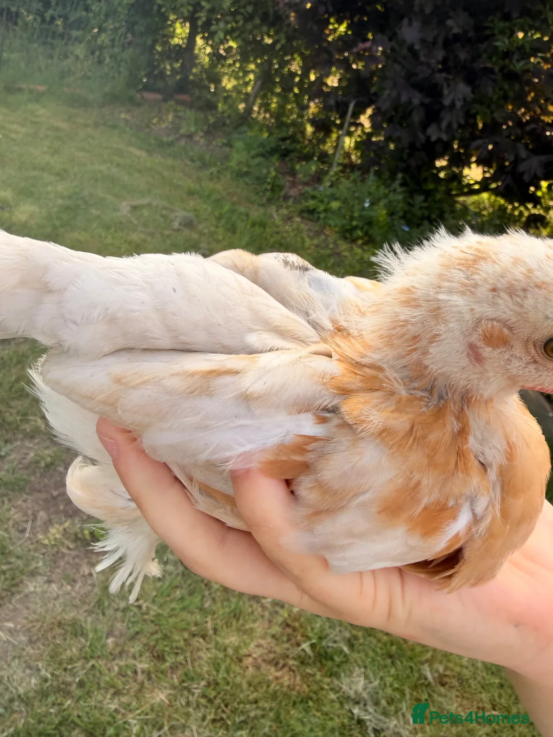 Chickens poultry for sale: 4 Pekin Bantam Cockerels Free in Stratford-upon-Avon - Advert 2
