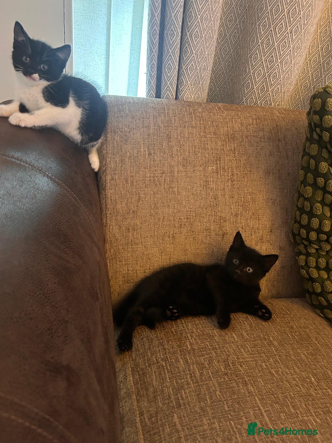 Mixed Breed cats for sale: Bonded Pair of Male Kittens - Must Go Together - Advert 9