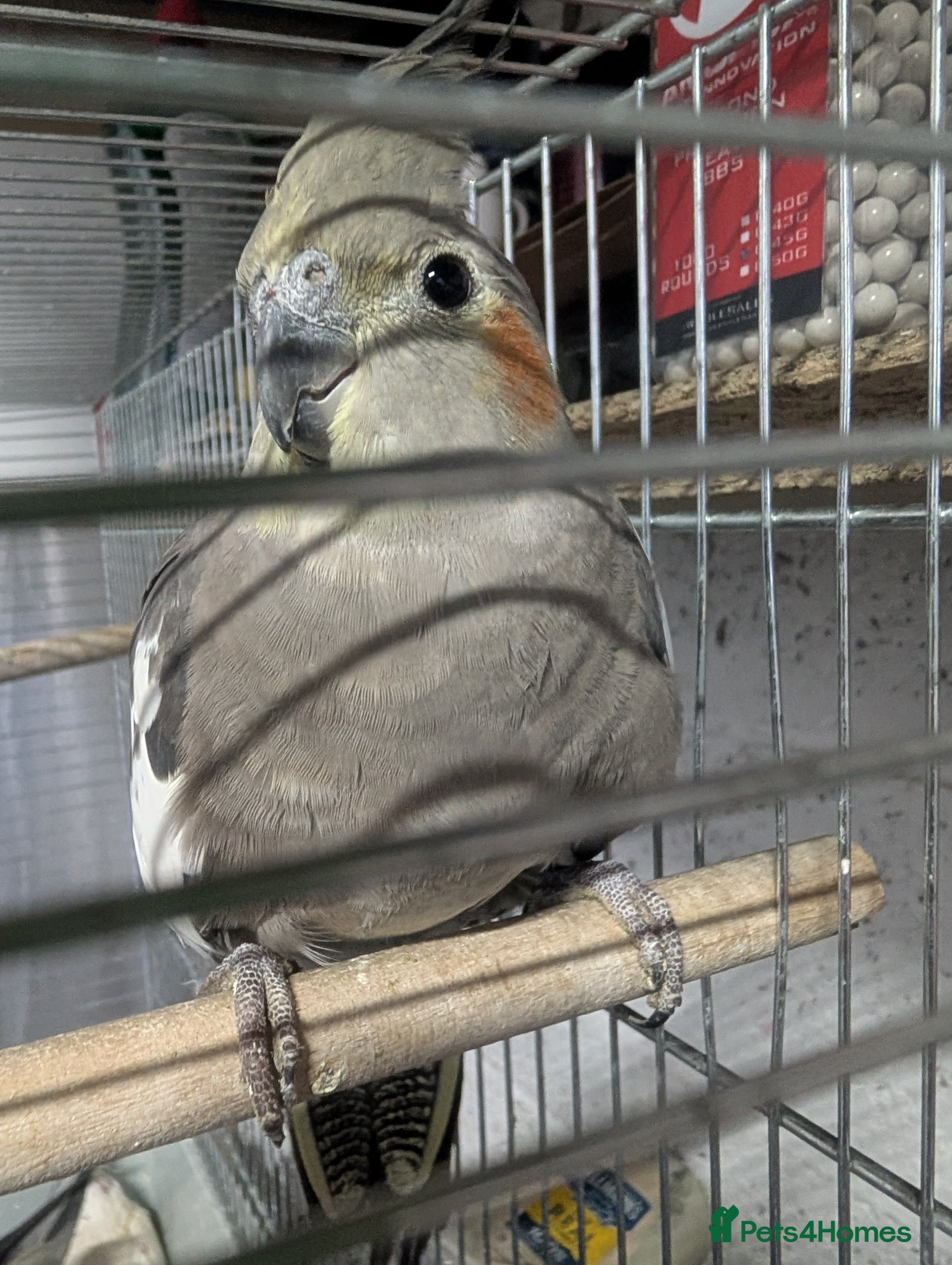 Cockatiels birds Baby Cockatiel Grey/White 🕊️🕊️ - Advert 1