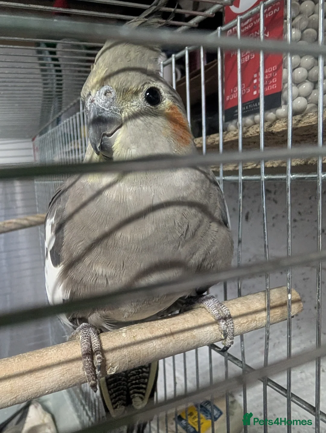 Cockatiels birds for sale: Baby Cockatiel Grey/White 🕊️🕊️ in Greenford - Advert 1